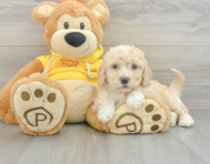 8 week old Poochon Puppy For Sale - Lone Star Pups