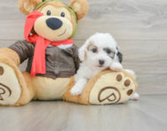 7 week old Poochon Puppy For Sale - Lone Star Pups