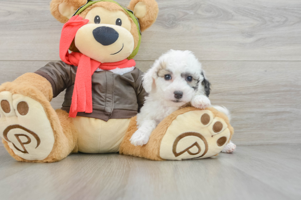 6 week old Poochon Puppy For Sale - Lone Star Pups