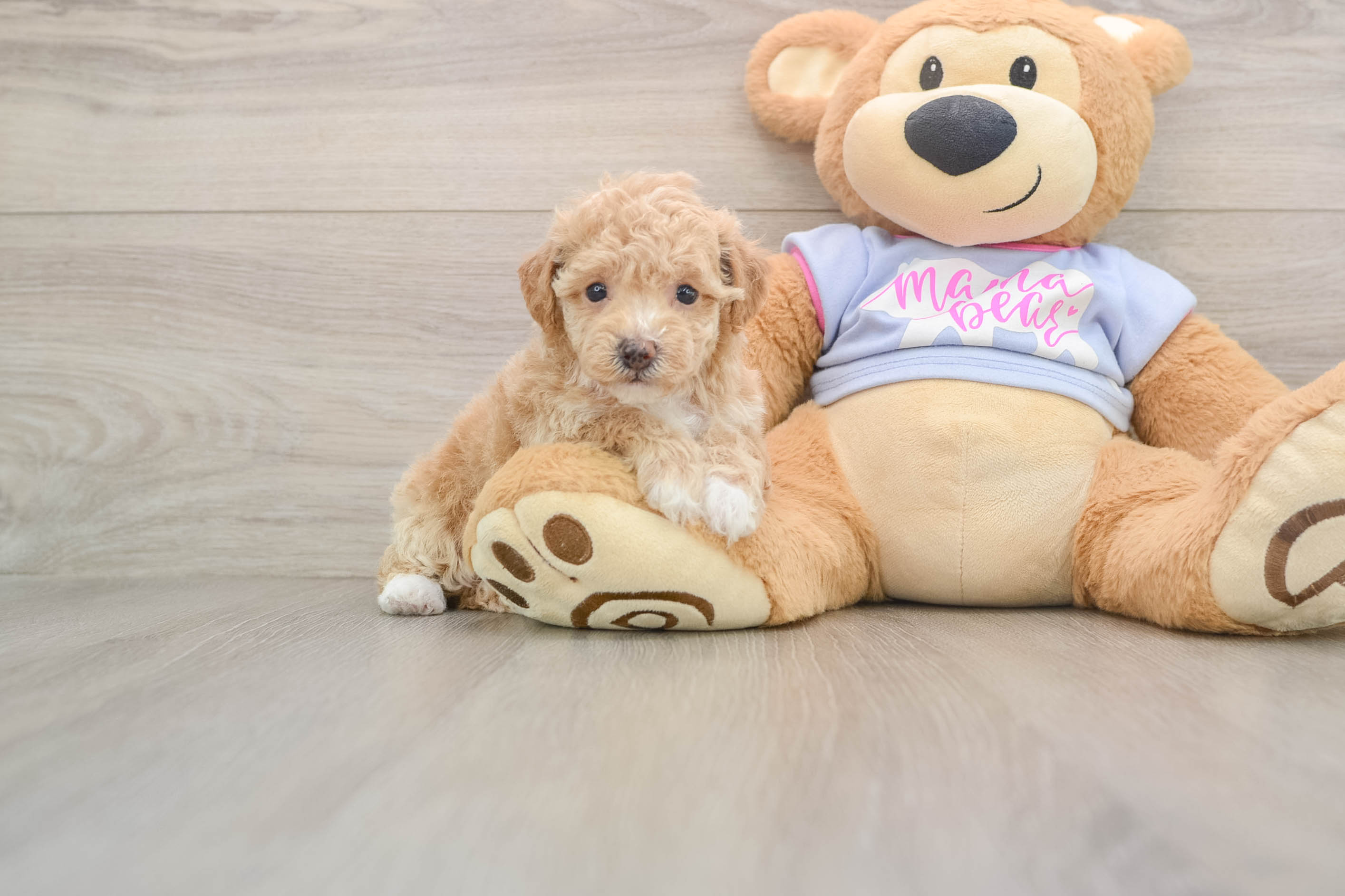 Small Poochon Baby