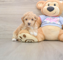 7 week old Poochon Puppy For Sale - Lone Star Pups
