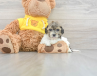 6 week old Poochon Puppy For Sale - Lone Star Pups