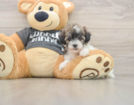 5 week old Poochon Puppy For Sale - Lone Star Pups