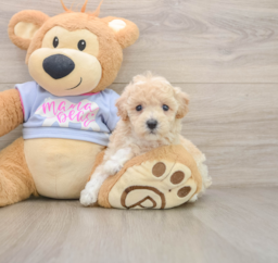 5 week old Poochon Puppy For Sale - Lone Star Pups