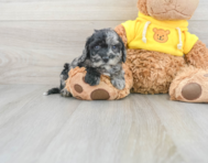 5 week old Poochon Puppy For Sale - Lone Star Pups