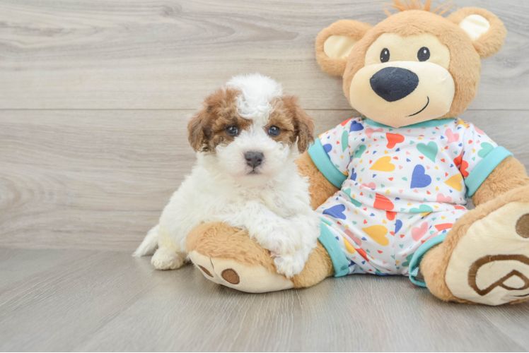 Best Poochon Baby
