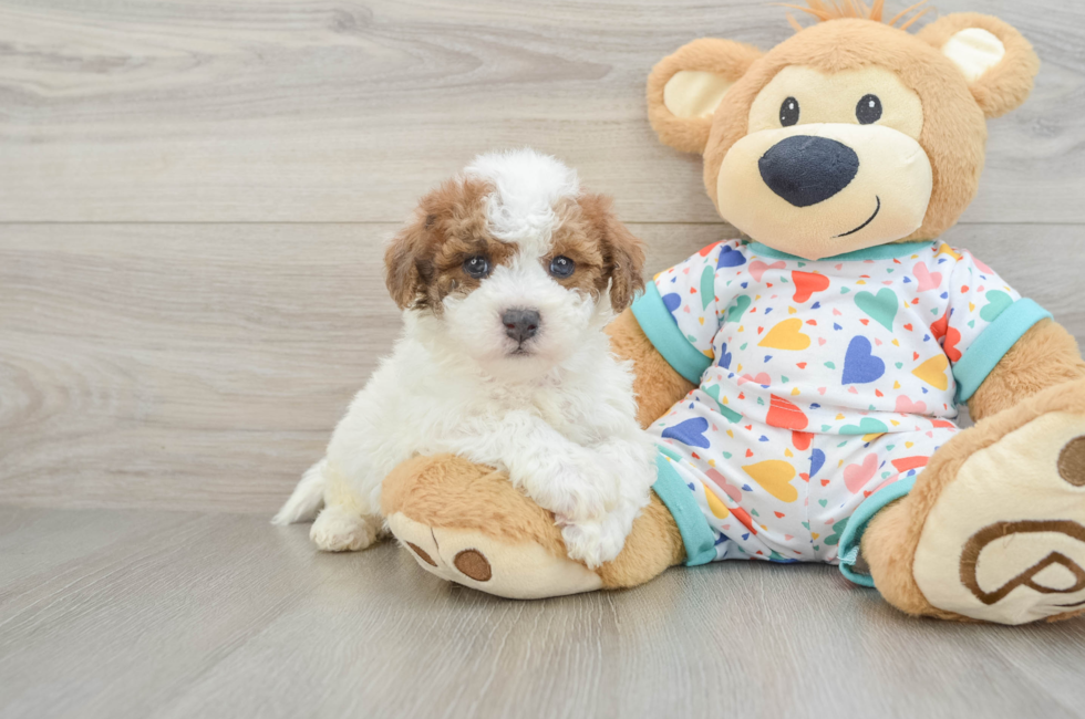 5 week old Poochon Puppy For Sale - Lone Star Pups