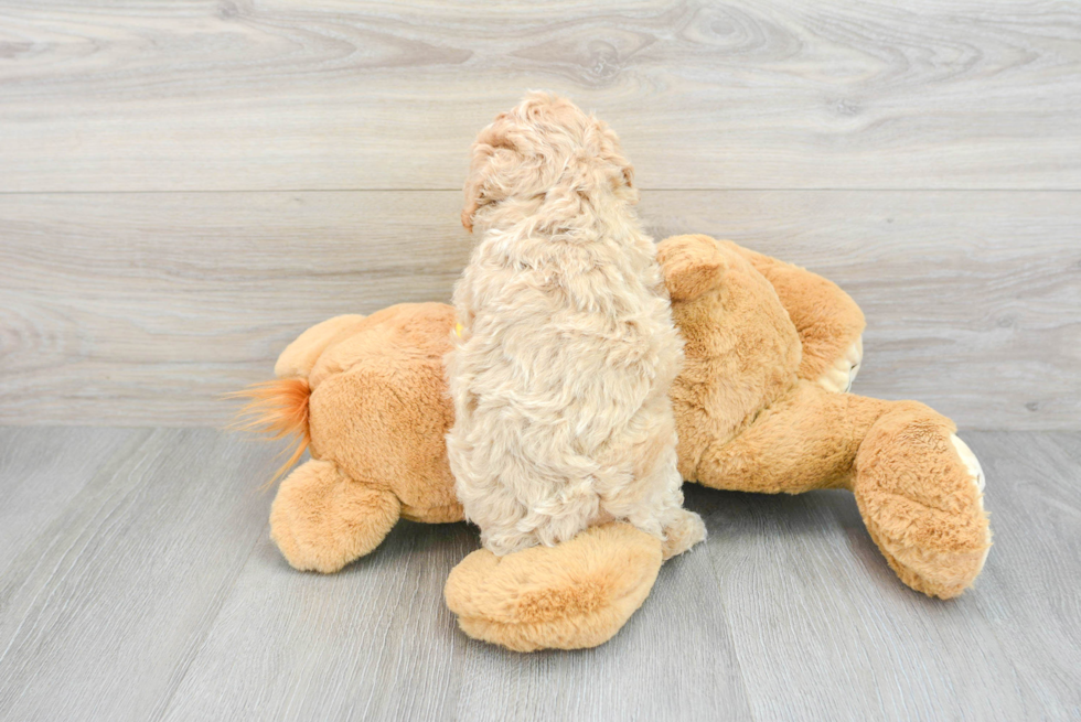 Best Poochon Baby