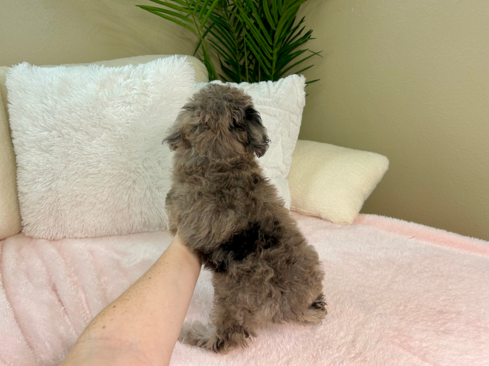 Poochon Puppy for Adoption