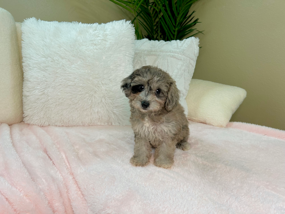 Poochon Puppy for Adoption