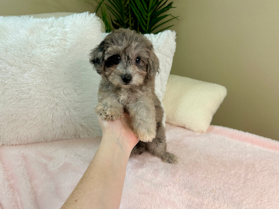 Poochon Puppy for Adoption