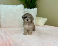 11 week old Poochon Puppy For Sale - Lone Star Pups