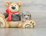 8 week old Poochon Puppy For Sale - Lone Star Pups