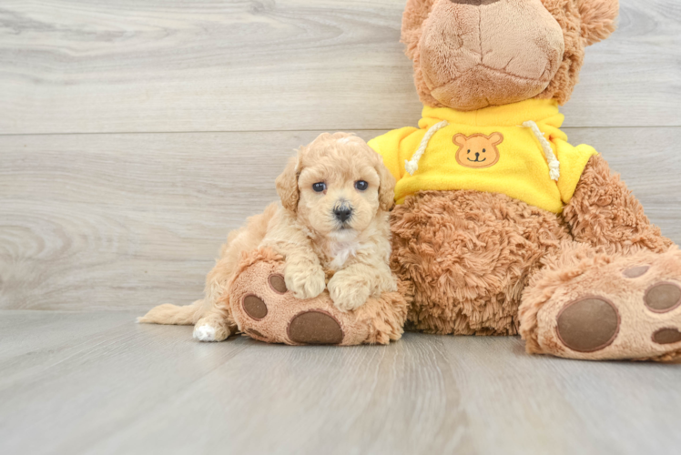 Funny Poochon Poodle Mix Pup