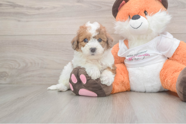 Petite Poochon Poodle Mix Pup