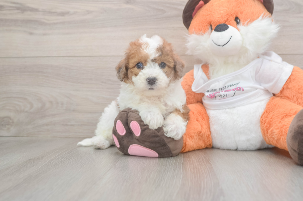 6 week old Poochon Puppy For Sale - Lone Star Pups