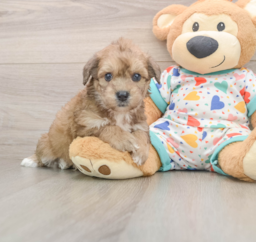 6 week old Poochon Puppy For Sale - Lone Star Pups