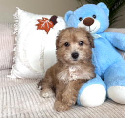 9 week old Poochon Puppy For Sale - Lone Star Pups