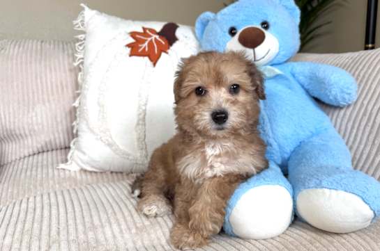 Cute Bichpoo Poodle Mix Puppy