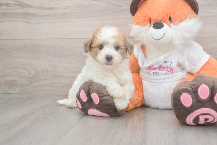 Energetic Bichpoo Poodle Mix Puppy