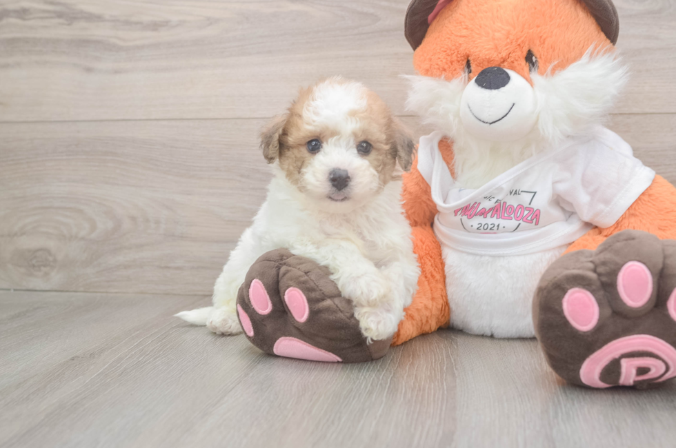6 week old Poochon Puppy For Sale - Lone Star Pups