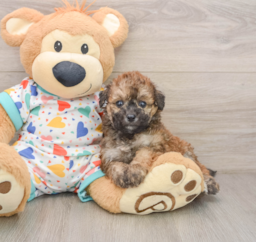 6 week old Poochon Puppy For Sale - Lone Star Pups
