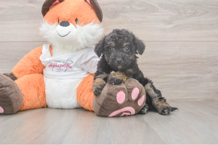 Smart Poochon Poodle Mix Pup