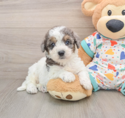 6 week old Poochon Puppy For Sale - Lone Star Pups