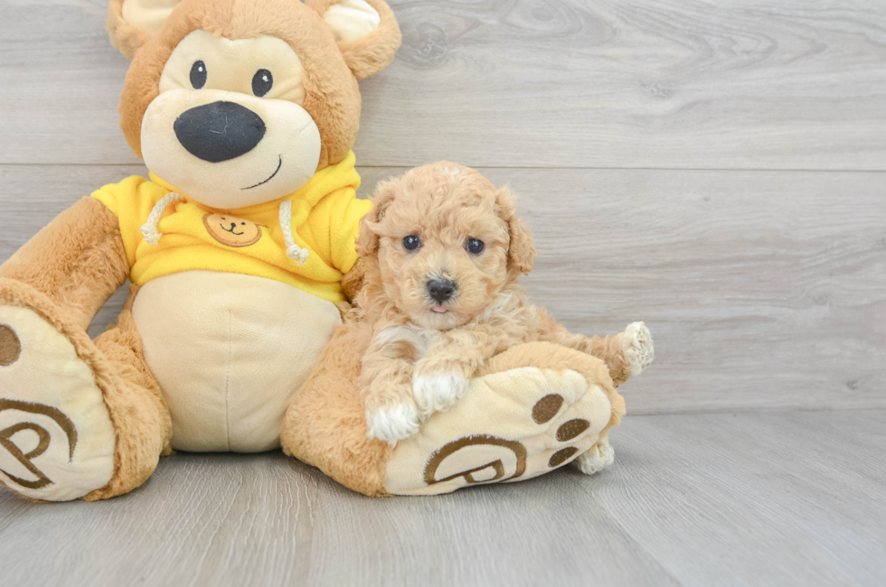 5 week old Poochon Puppy For Sale - Lone Star Pups