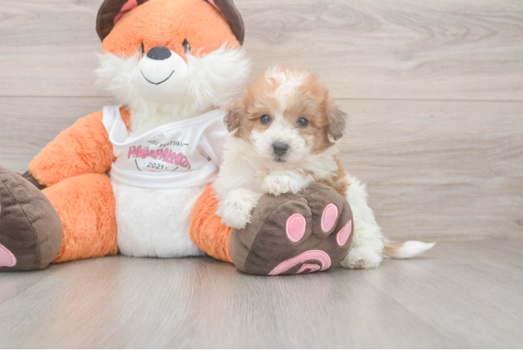 Little Bichpoo Poodle Mix Puppy