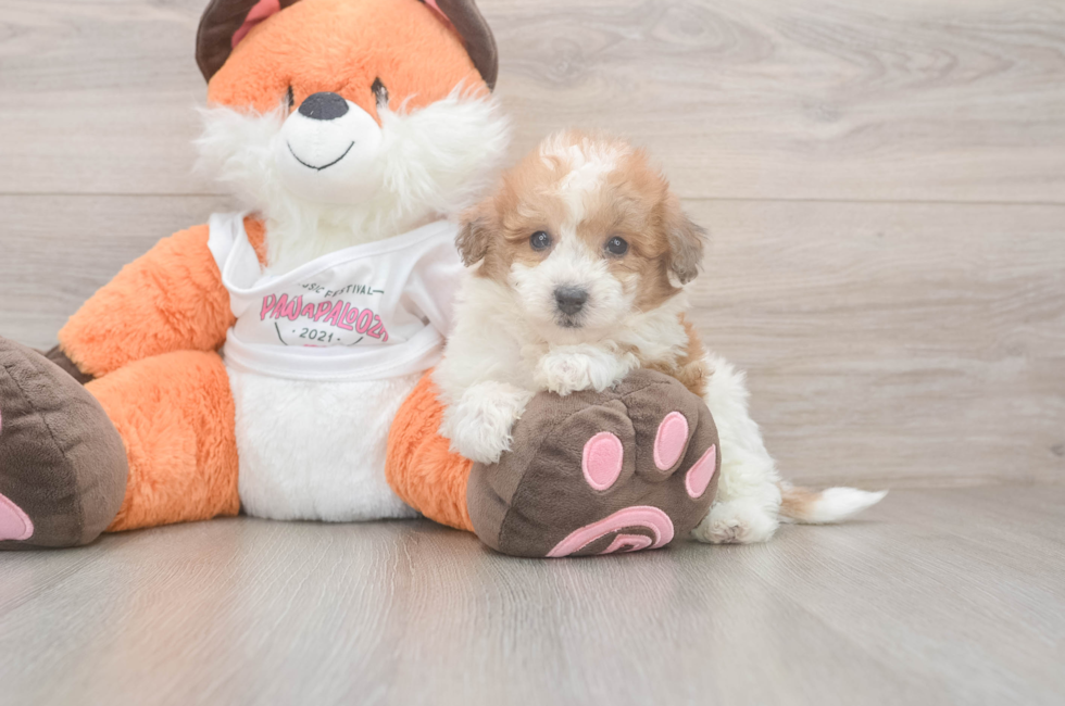 6 week old Poochon Puppy For Sale - Lone Star Pups