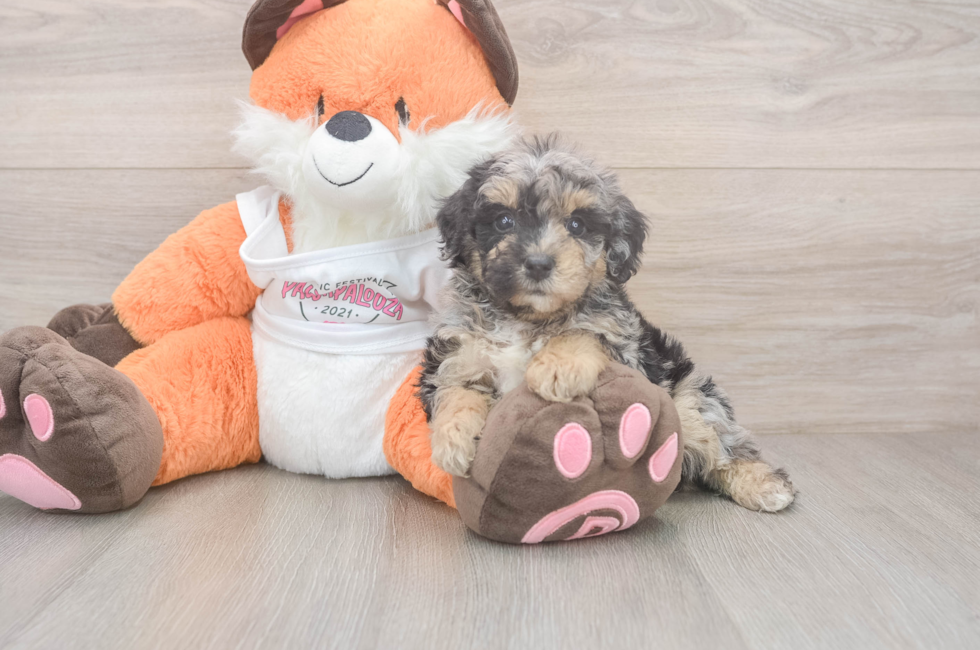 6 week old Poochon Puppy For Sale - Lone Star Pups