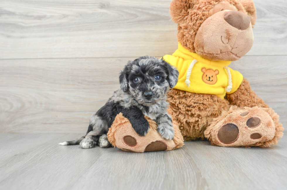 8 week old Poochon Puppy For Sale - Lone Star Pups