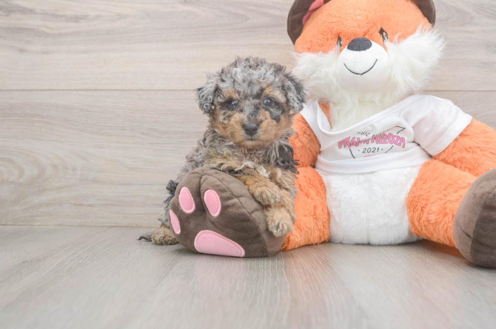 6 week old Poochon Puppy For Sale - Lone Star Pups