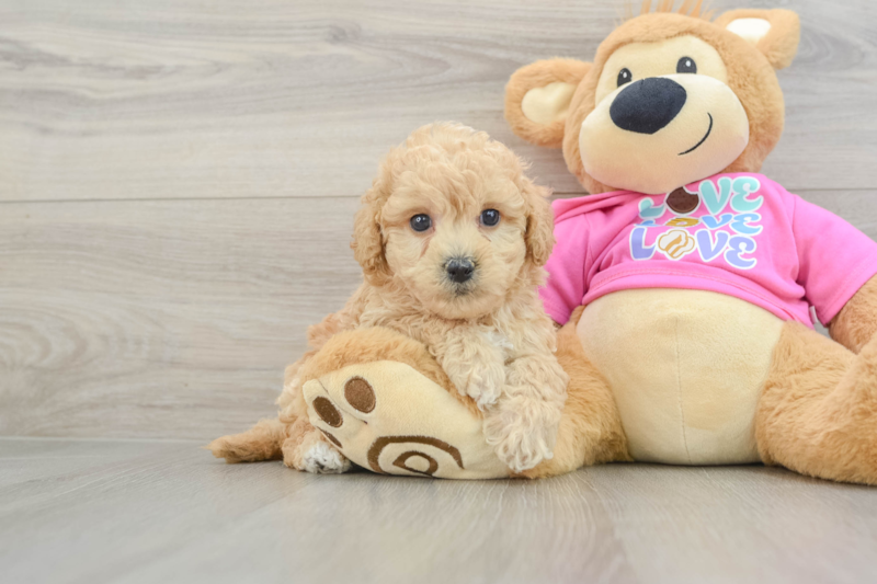 Meet Easton - our Poochon Puppy Photo 1/3 - Lone Star Pups