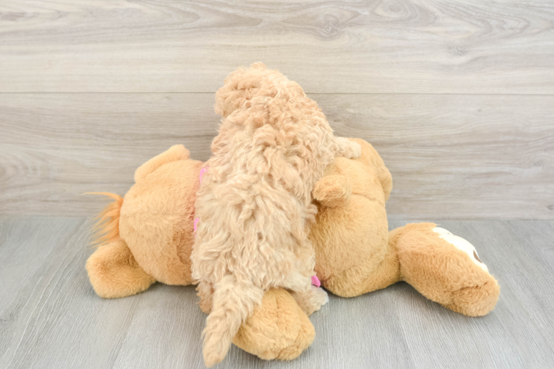 Meet Easton - our Poochon Puppy Photo 2/3 - Lone Star Pups