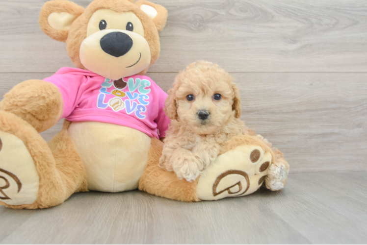 Poochon Puppy for Adoption