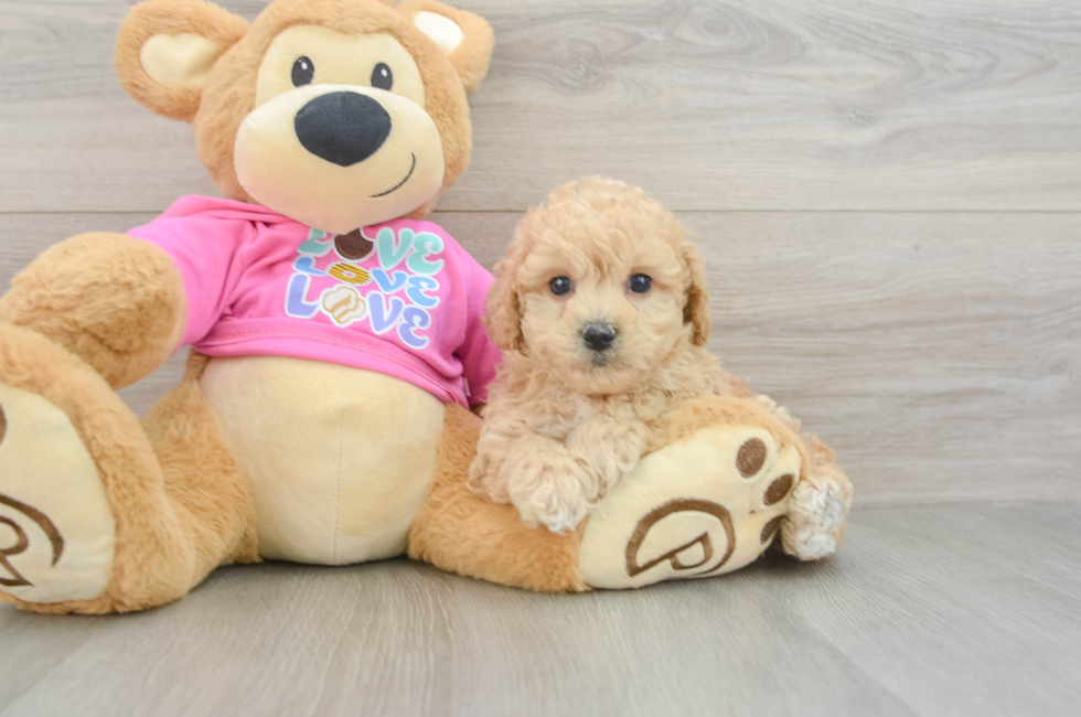 6 week old Poochon Puppy For Sale - Lone Star Pups