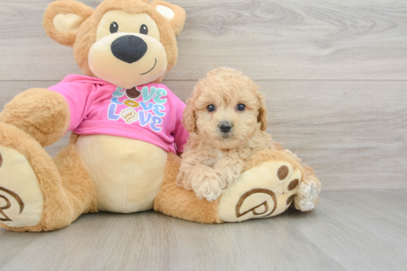 Meet Easton - our Poochon Puppy Photo 3/3 - Lone Star Pups