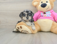 6 week old Poochon Puppy For Sale - Lone Star Pups