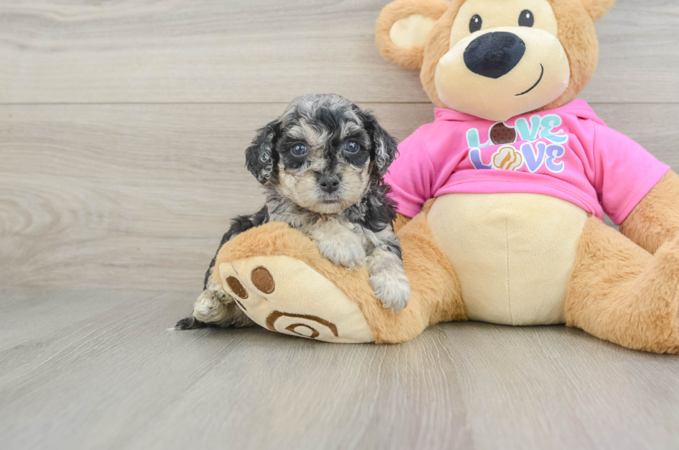 5 week old Poochon Puppy For Sale - Lone Star Pups