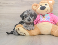 7 week old Poochon Puppy For Sale - Lone Star Pups