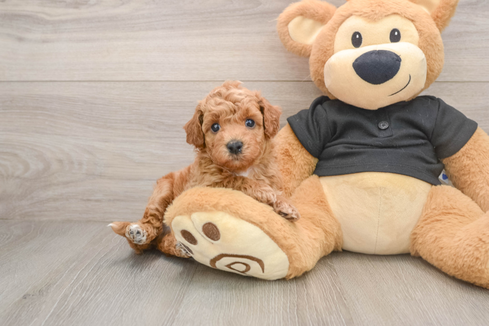 Petite Poochon Poodle Mix Pup