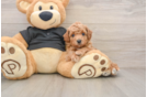 Little Bichpoo Poodle Mix Puppy