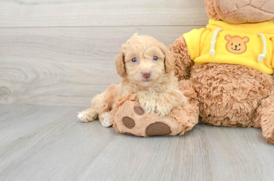 Sweet Poochon Baby