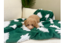Cute Poochon Poodle Mix Pup