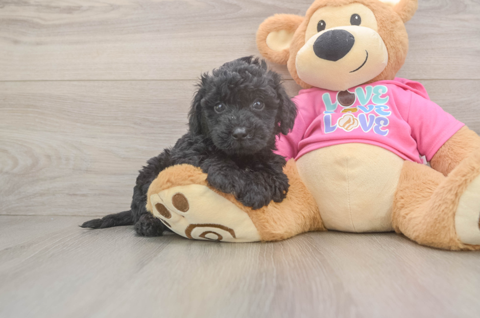 6 week old Poochon Puppy For Sale - Lone Star Pups