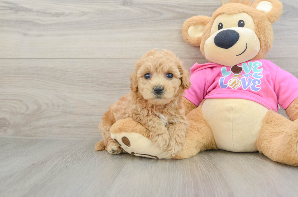 6 week old Poochon Puppy For Sale - Lone Star Pups