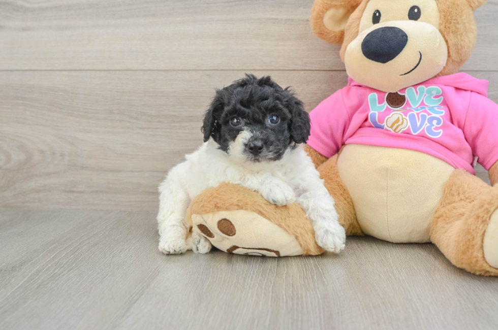 5 week old Poochon Puppy For Sale - Lone Star Pups