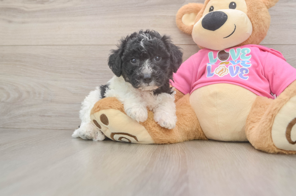 6 week old Poochon Puppy For Sale - Lone Star Pups